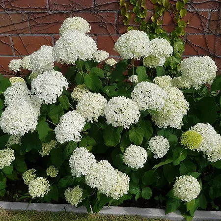 De Vlierbeek *